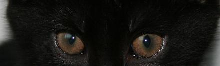 lucky_augen